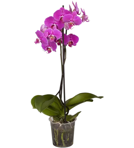 Orchidee, pink, 2-rispig